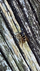 Vespinae