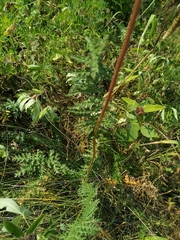 Filipendula vulgaris