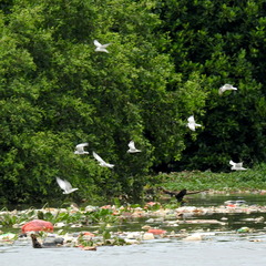 Chlidonias leucopterus