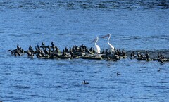 Pelecanus conspicillatus