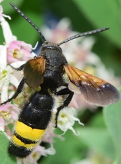 Scolia erythrocephala