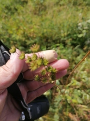 Filipendula vulgaris
