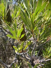 Protea repens