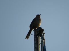 Mimus saturninus