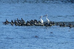 Pelecanus conspicillatus