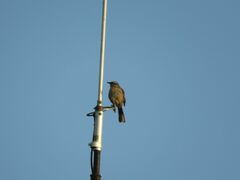 Mimus saturninus