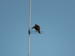 Mimus saturninus