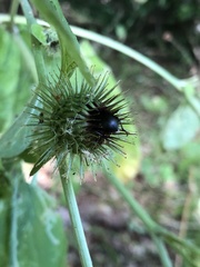 Arctium nemorosum