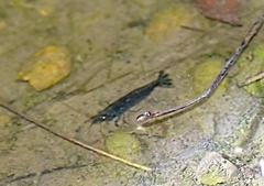 Neocaridina