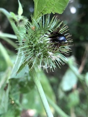 Arctium nemorosum
