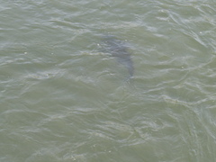 Steindachneridion melanodermatum