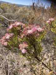 Serruria fasciflora