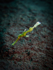 Solenostomus halimeda