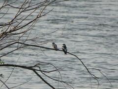 Tachycineta albiventer