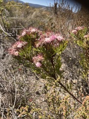 Serruria fasciflora