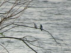 Tachycineta albiventer