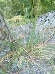 Poa variegata