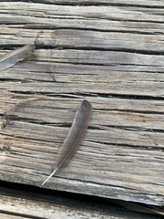 Luscinia megarhynchos