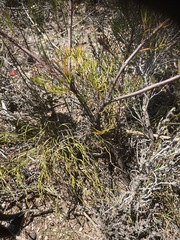 Serruria fasciflora
