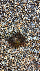 Pterygota