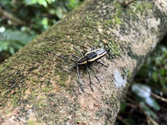 Epepeotes ambigenus formosanus