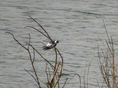 Tachycineta albiventer