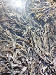 Fucus serratus