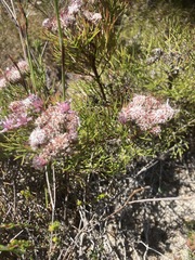 Serruria fasciflora