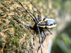 Epepeotes ambigenus formosanus