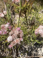 Serruria fasciflora
