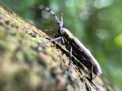 Epepeotes ambigenus formosanus