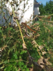Sympetrum striolatum