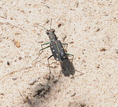 Cicindela ocellata