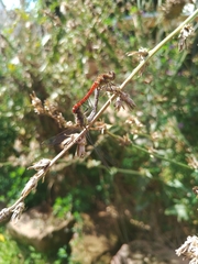 Sympetrum striolatum