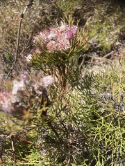Serruria fasciflora