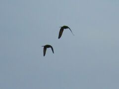 Psittacara leucophthalmus