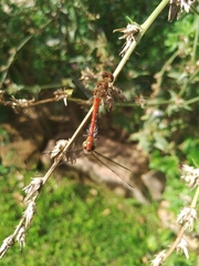 Sympetrum striolatum
