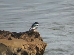 Tachycineta albiventer