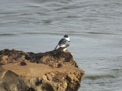 Tachycineta albiventer