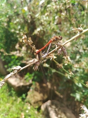 Sympetrum striolatum