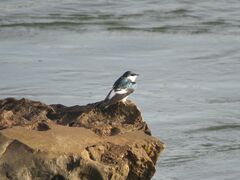 Tachycineta albiventer