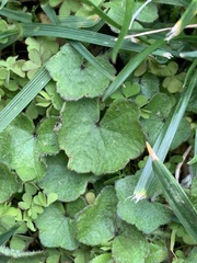 Hydrocotyle hirta