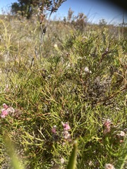Serruria fasciflora