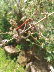 Sympetrum striolatum