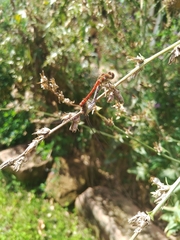 Sympetrum striolatum