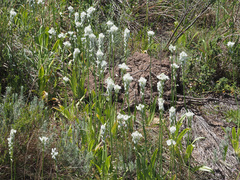 Ornithogalum