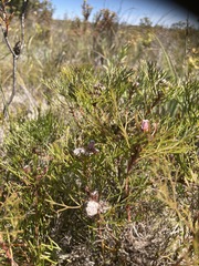 Serruria fasciflora
