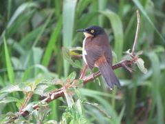 Donacobius atricapilla