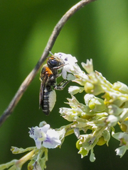 Megachile faceta