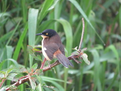 Donacobius atricapilla